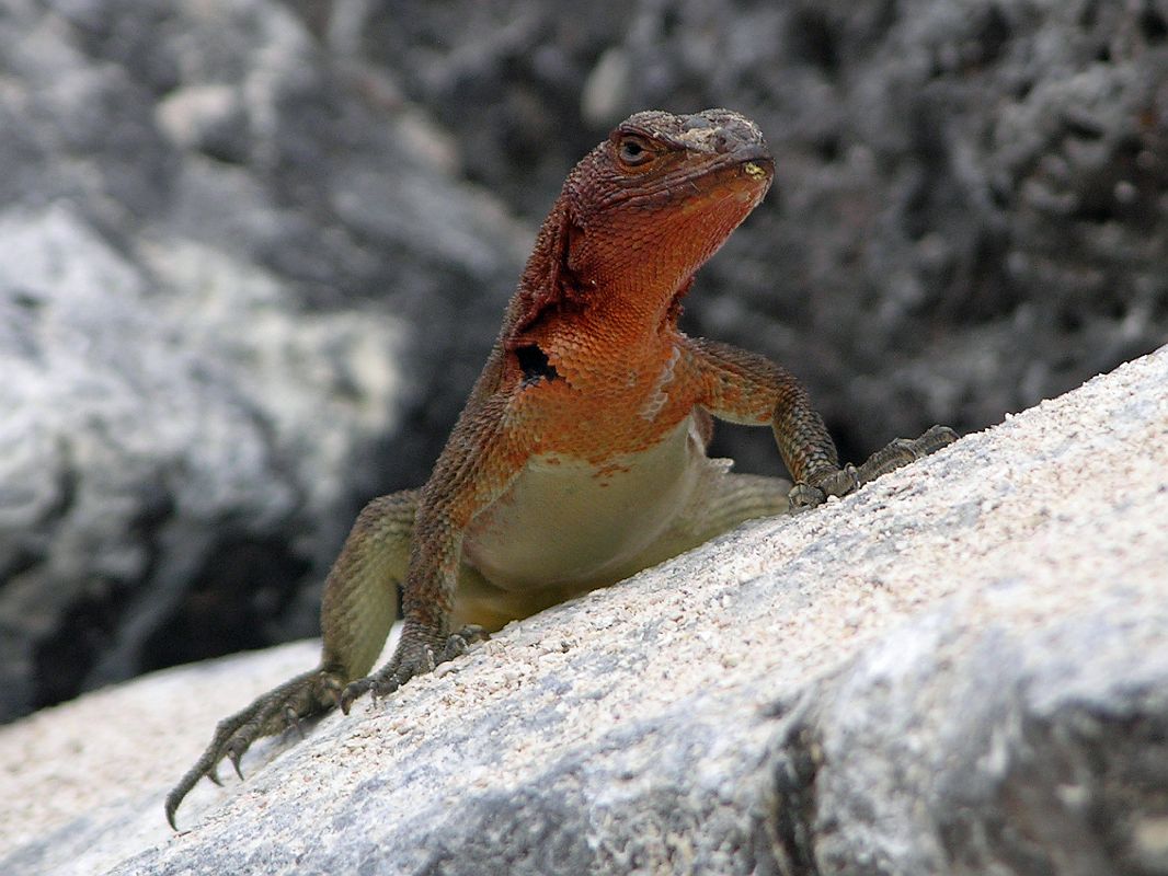 Galapagos 3-1-05 Espanola Punta Suarez Lava Lizard